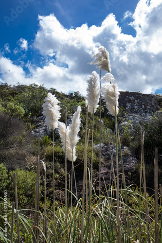 Herbe de la pampa