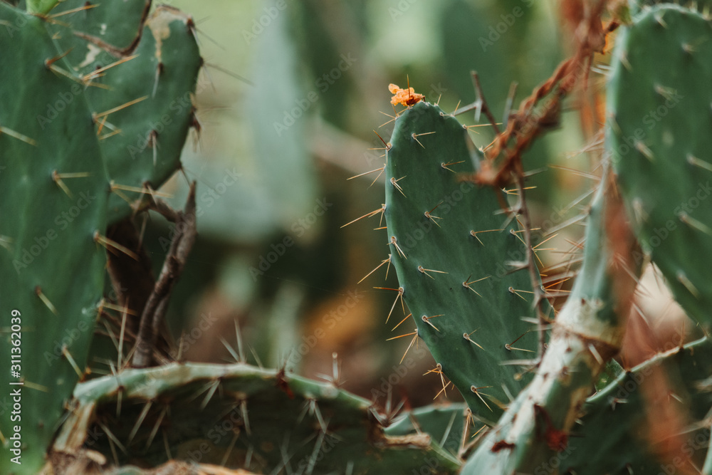 Closeup shot of the cactus plant Closeup shot of the cactus plant