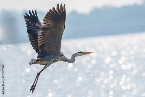 Gray Heron bird is flying on the waterfront.