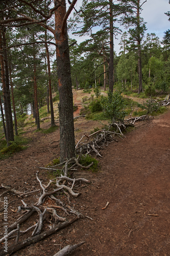The nature of Karelia.Typical Karelian landscape on the island of Valaam: forest of conifers, Lake Ladoga, crag and volcanic rocks. Russia, Karelia The nature of Karelia.Typical Karelian landscape on the island of Valaam: forest of conifers, Lake Ladoga, crag and volcanic rocks. Russia, Karelia