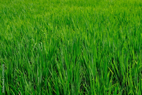 Rice sprouts bushes planted in orderly rows and form one green field. 