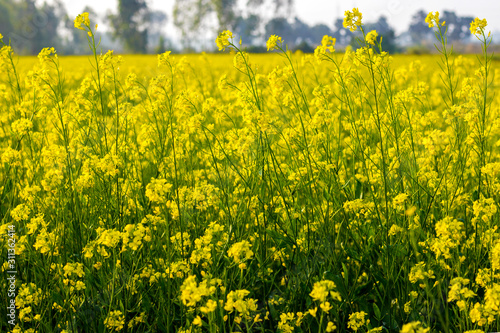 beautiful yellow mustard flowers field 