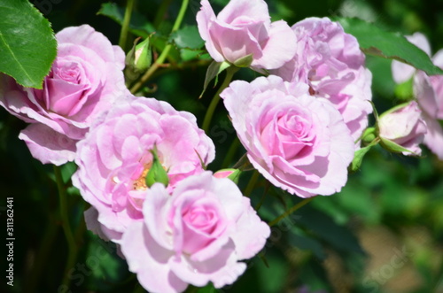 ピンクハートの薔薇 © sayuri
