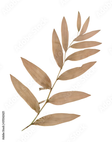 Dry pressed wild plant isolated on white background