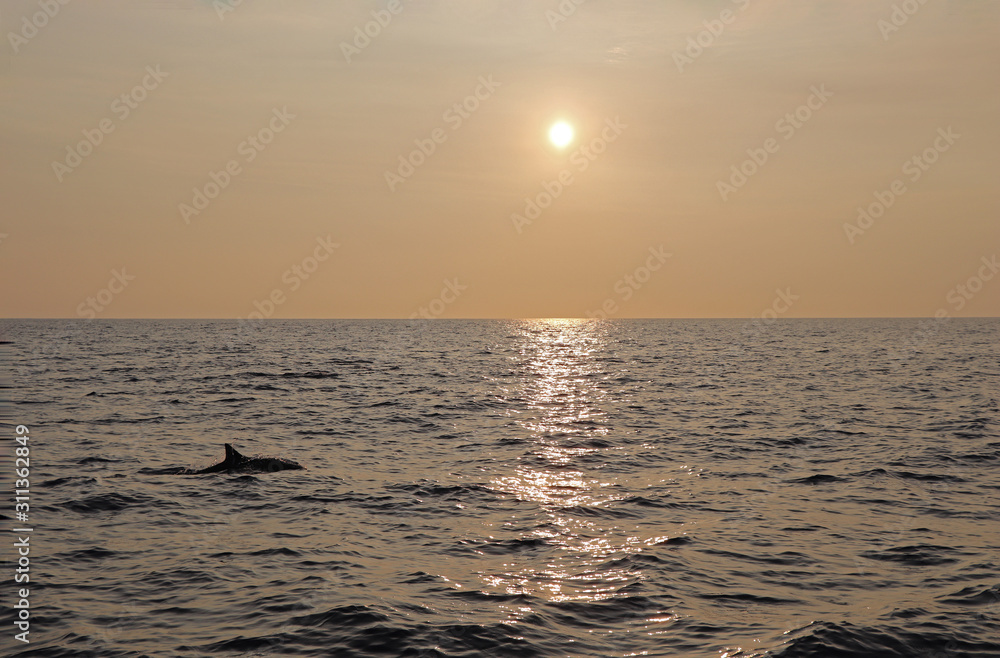 Dolphin at sunset in Hawaii