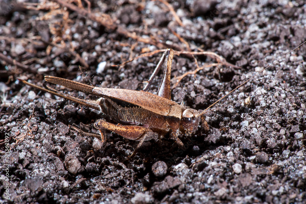 Cricket photographed in Linhares, Espirito Santo. Southeast of Brazil. Atlantic Forest Biome. Picture made in 2014. Cricket photographed in Linhares, Espirito Santo. Southeast of Brazil. Atlantic Forest Biome. Picture made in 2014.