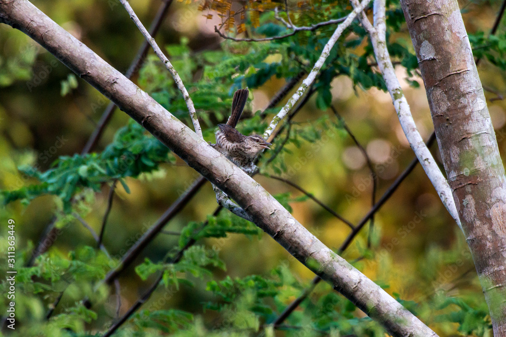 Bird photographed in Linhares, Espirito Santo. Southeast of Brazil. Atlantic Forest Biome. Picture made in 2014.