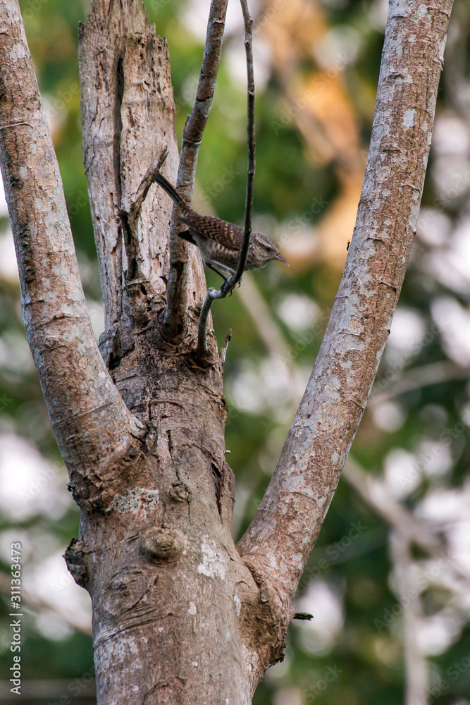 Bird photographed in Linhares, Espirito Santo. Southeast of Brazil. Atlantic Forest Biome. Picture made in 2014. Bird photographed in Linhares, Espirito Santo. Southeast of Brazil. Atlantic Forest Biome. Picture made in 2014.