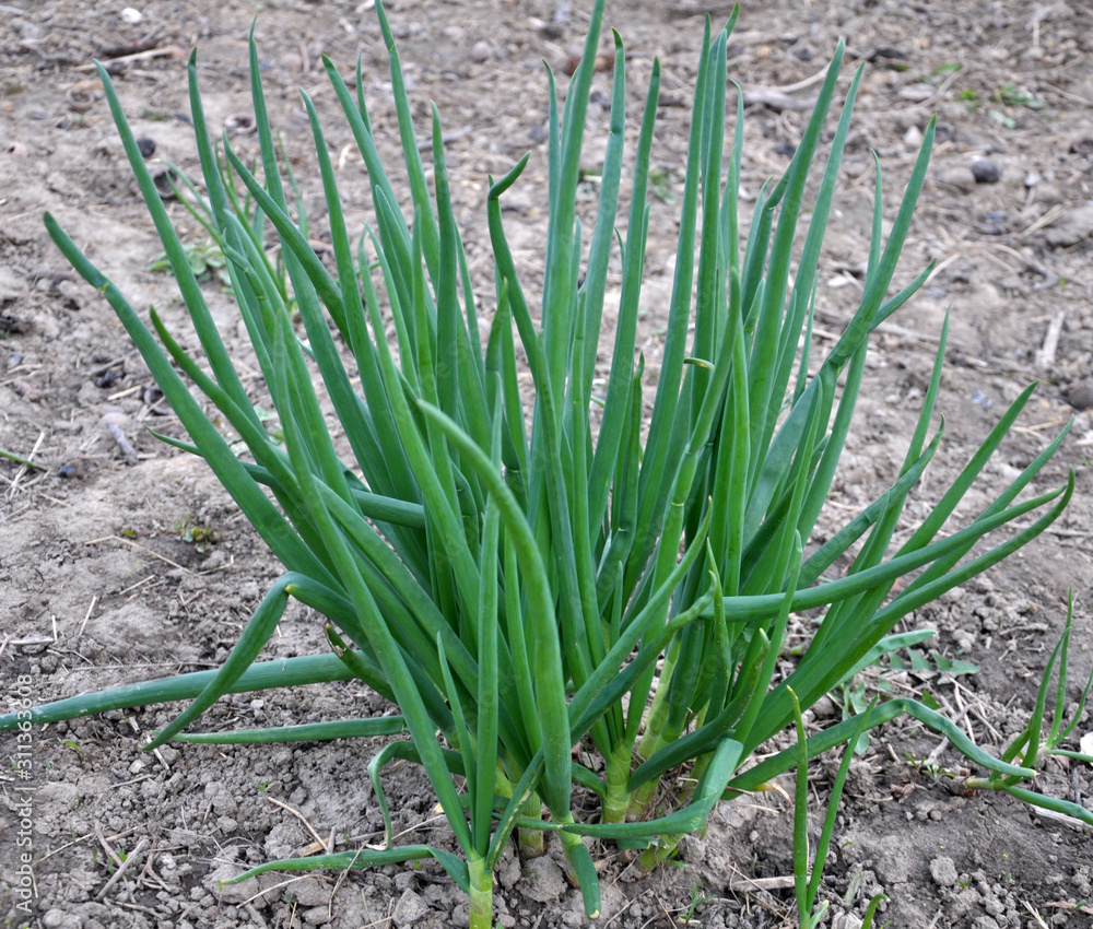Fototapeta premium Spring in the garden grows young green onions