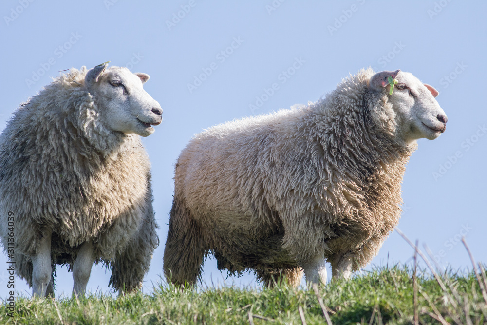 Fototapeta premium Two sheep standing on a dike with grass