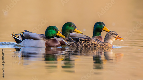 Canard Colvert