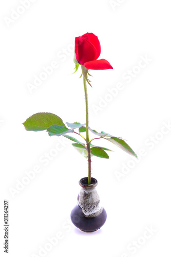 rose in vase on white background