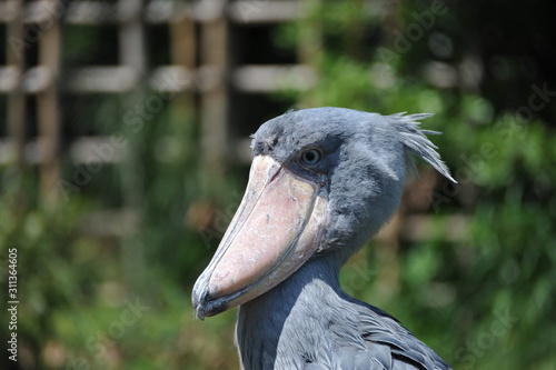 東京上野動物園のハシビロコウのポートレート