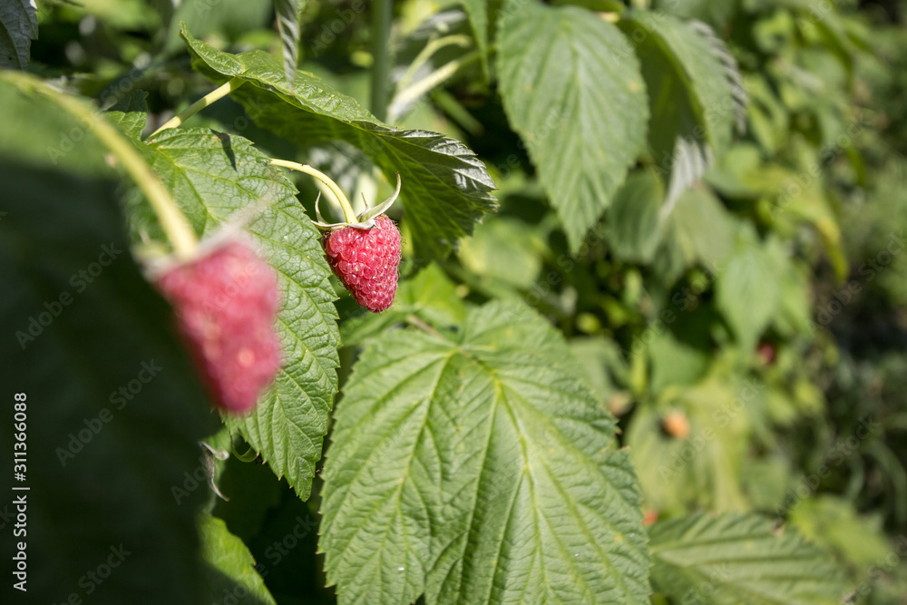 Close up on Red raspberries growing on a raspberry bush in a garden of a Serbian farm. Serbia is the biggest producer of Raspberries in the world Close up on Red raspberries growing on a raspberry bush in a garden of a Serbian farm. Serbia is the biggest producer of Raspberries in the world