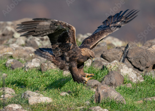 Golden eagle, Madzharovo, Bulgaria