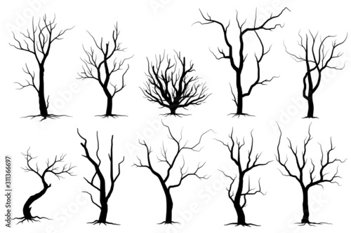 silhouette of tree