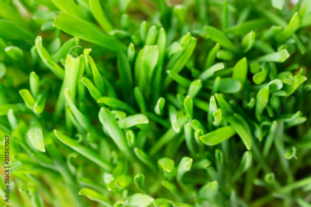 green fresh grass background closeup. the view from the top green fresh grass background closeup. the view from the top