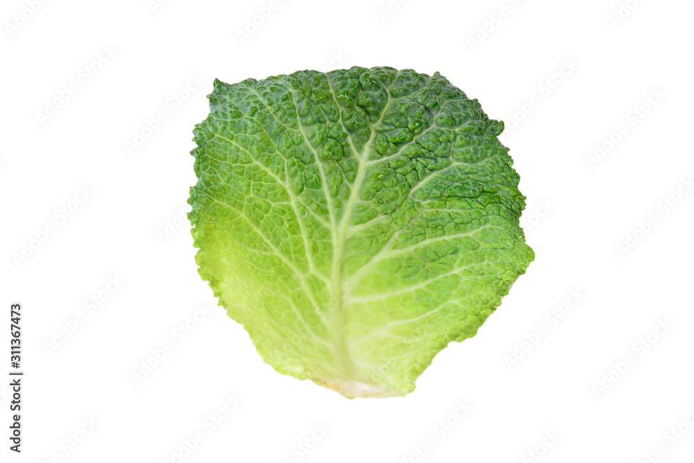 Green cabbage isolated on white background. In woman hands. Green cabbage isolated on white background. In woman hands.