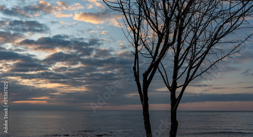 tree at sunset seascape