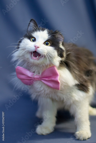 A fluffy black and white cat in a pink butterfly sings songs. One of his ear is torn off.