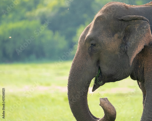 Canvas Print Elephant in Kaudulla National Park during morning safari