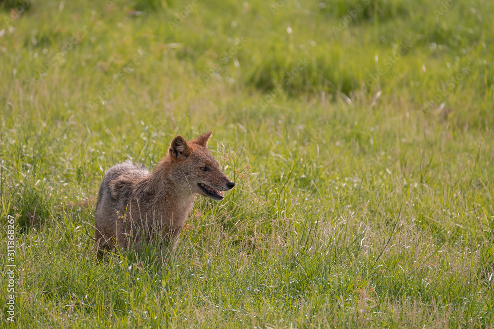 Fototapeta premium Sri Lankan golden jackal in Kaudulla National Park, Habarana, Sri Lanka