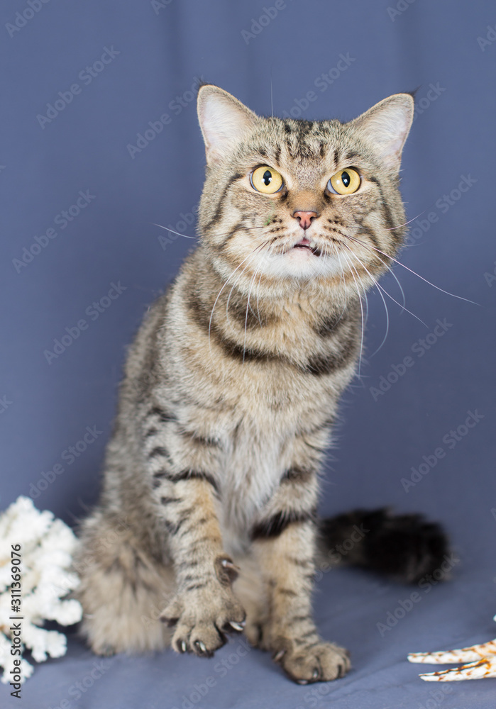 The severe angry striped adult cat sits on a blue background between the cockleshell and the carroll, grins and wants to hit with a clawed paw