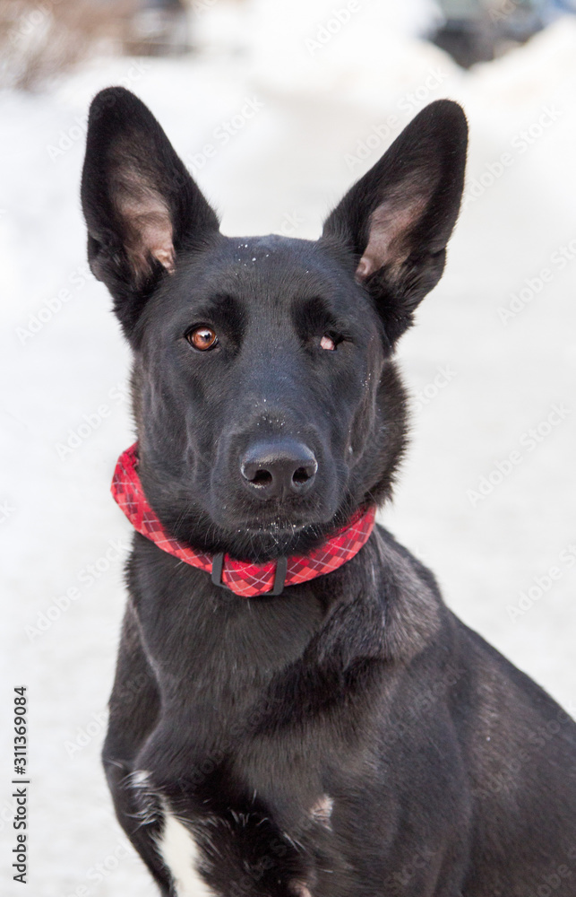 Portrait of a black one-eyed dog in a red collar in the winter. He has a sad, attentive look and long, sharp ears. Portrait of a black one-eyed dog in a red collar in the winter. He has a sad, attentive look and long, sharp ears.