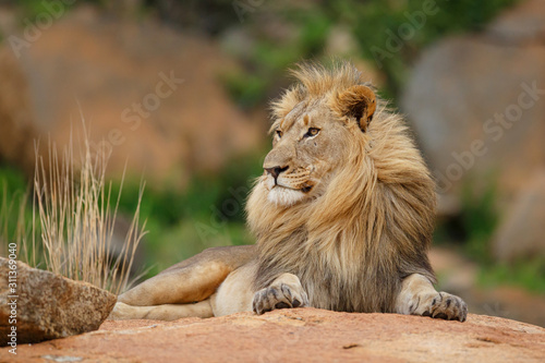 Male lion on a rocky hill looking over the Nkomazi game reserve at Badplaas in South Africa