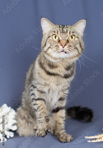 The severe angry striped adult cat sits on a blue background between the cockleshell and the carroll, grins and wants to hit with a clawed paw © Елена Беляева