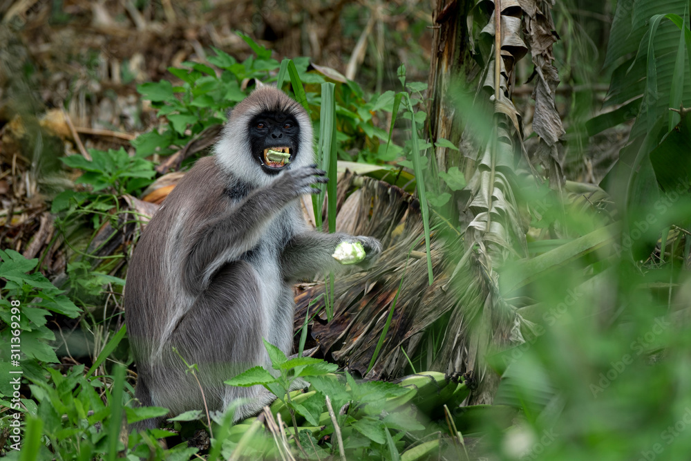 Obraz premium Monkey, Grey Langur in the bushes near Ella, Sri Lanka