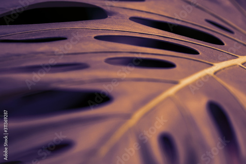 macro monstera leaf neon colored.