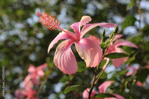 red flowers in the garden