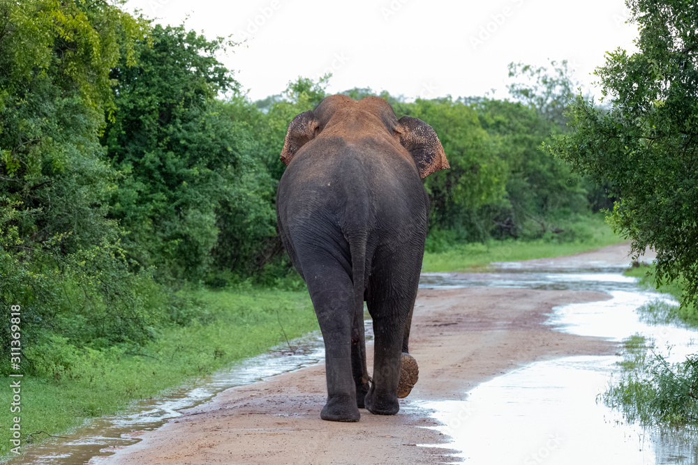 Fototapeta premium Elephant in Yala National Park, Sri Lanka