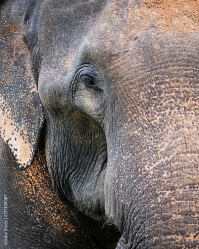 Close-up portrait of an asian elephant in Sri Lanka