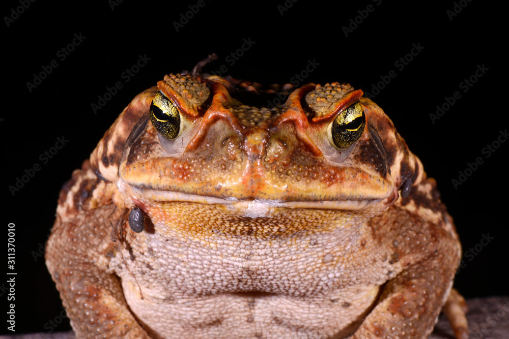 Fototapeta premium Frog photographed in Linhares, Espirito Santo. Southeast of Brazil. Atlantic Forest Biome. Picture made in 2014.