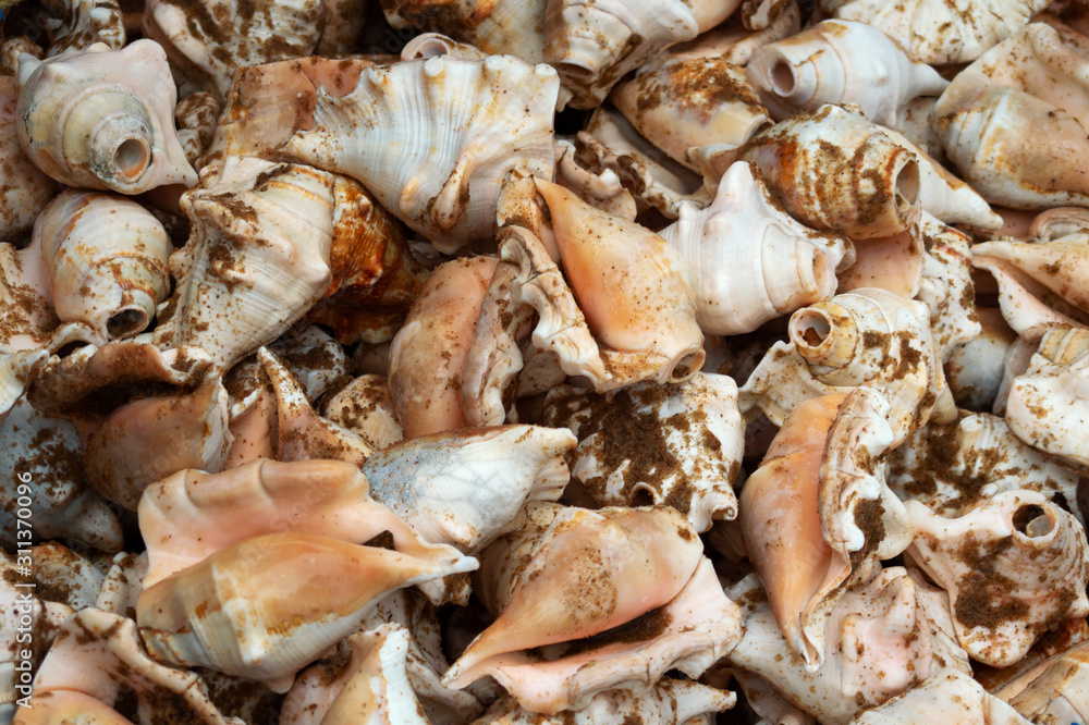 brown and white Conch Shell isolated like nice background in Indian sea beach with sand brown and white Conch Shell isolated like nice background in Indian sea beach with sand