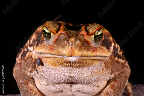 Frog photographed in Linhares, Espirito Santo. Southeast of Brazil. Atlantic Forest Biome. Picture made in 2014.