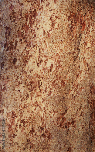 brown wooden texture background at nature tree