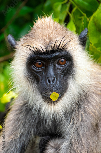 Macaques in Yala National Park  Sri Lanka