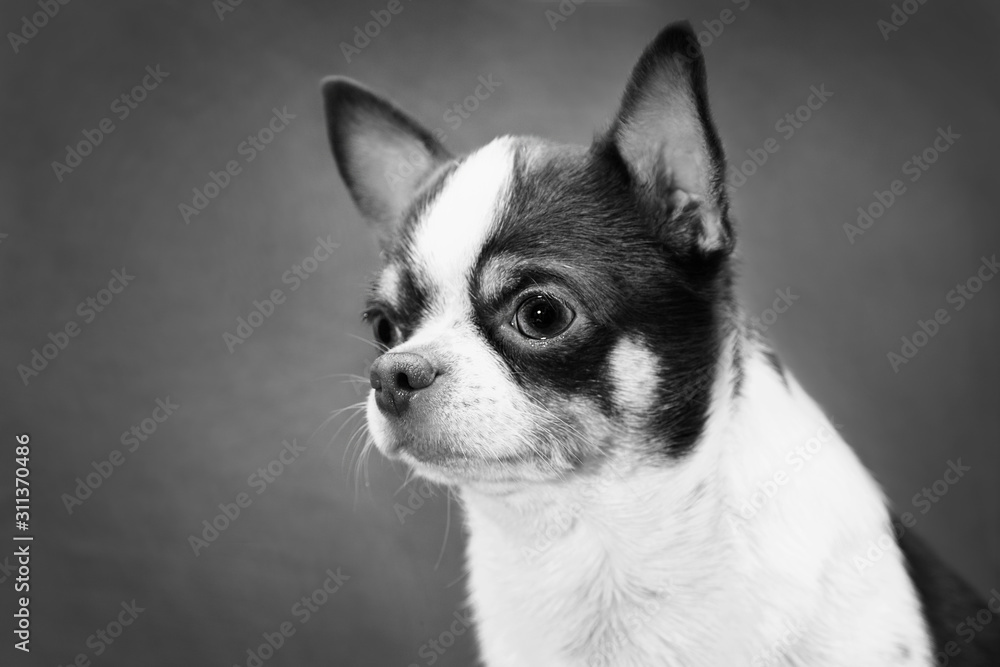 Black and white portrait of a chihuahua dog