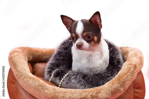 Chihuahua dog sitting in furs