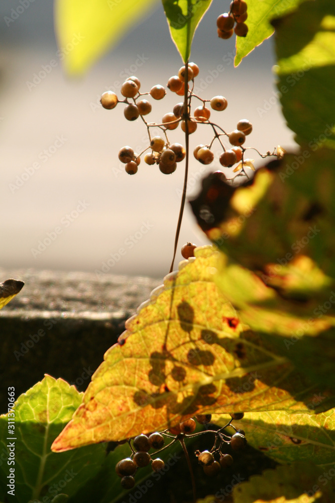 Obraz premium 小さい木の実の写真素材 光と影 クローズアップ撮影