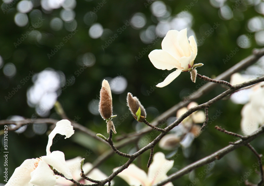 枝に花とつぼみをつけたコブシ 辛夷 の写真素材 Stock Photo Adobe Stock