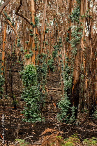 Fototapeta Naklejka Na Ścianę i Meble -  Eucalyptus trees recovering after severe australian bushfires. Many species of eucalyptus can survive and re-sprout from buds under their bark or from a lignotuber at the base of the tree.