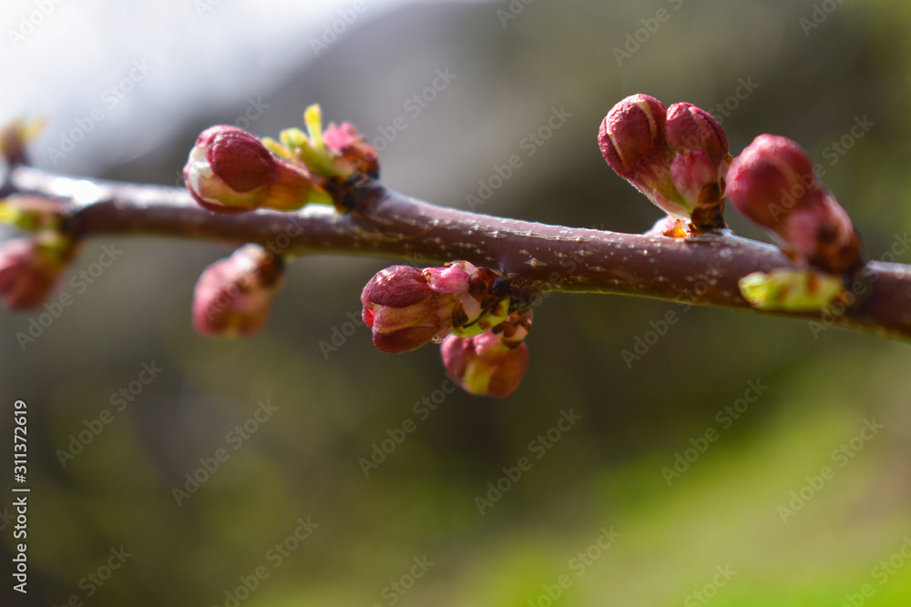 Cherry buds. Cherry buds on a tree branch on a blurred background. Cherry buds. Cherry buds on a tree branch on a blurred background.