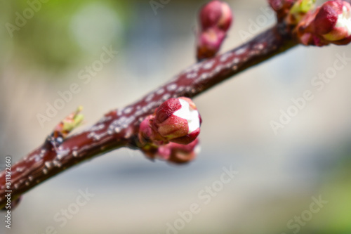 Cherry buds. Cherry buds on a tree branch on a blurred background. Place for an inscription. Spring.