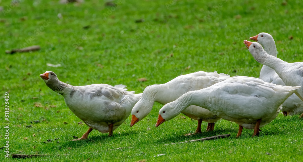 Obraz premium goose on grass