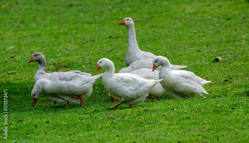 gooses on green grass