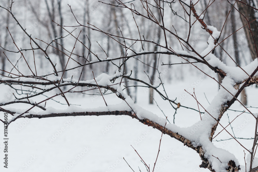 A tree branch is covered in fluffy snow on a cloudy winter day. A tree branch is covered in fluffy snow on a cloudy winter day.